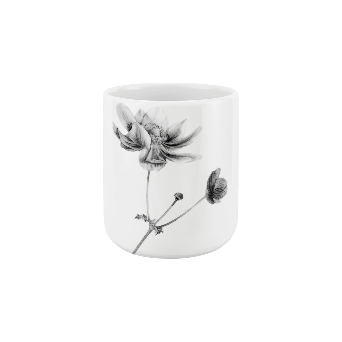 anemone .