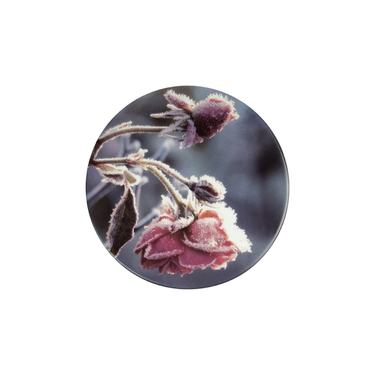 deckel 11 . untersetzer . rose im winter .