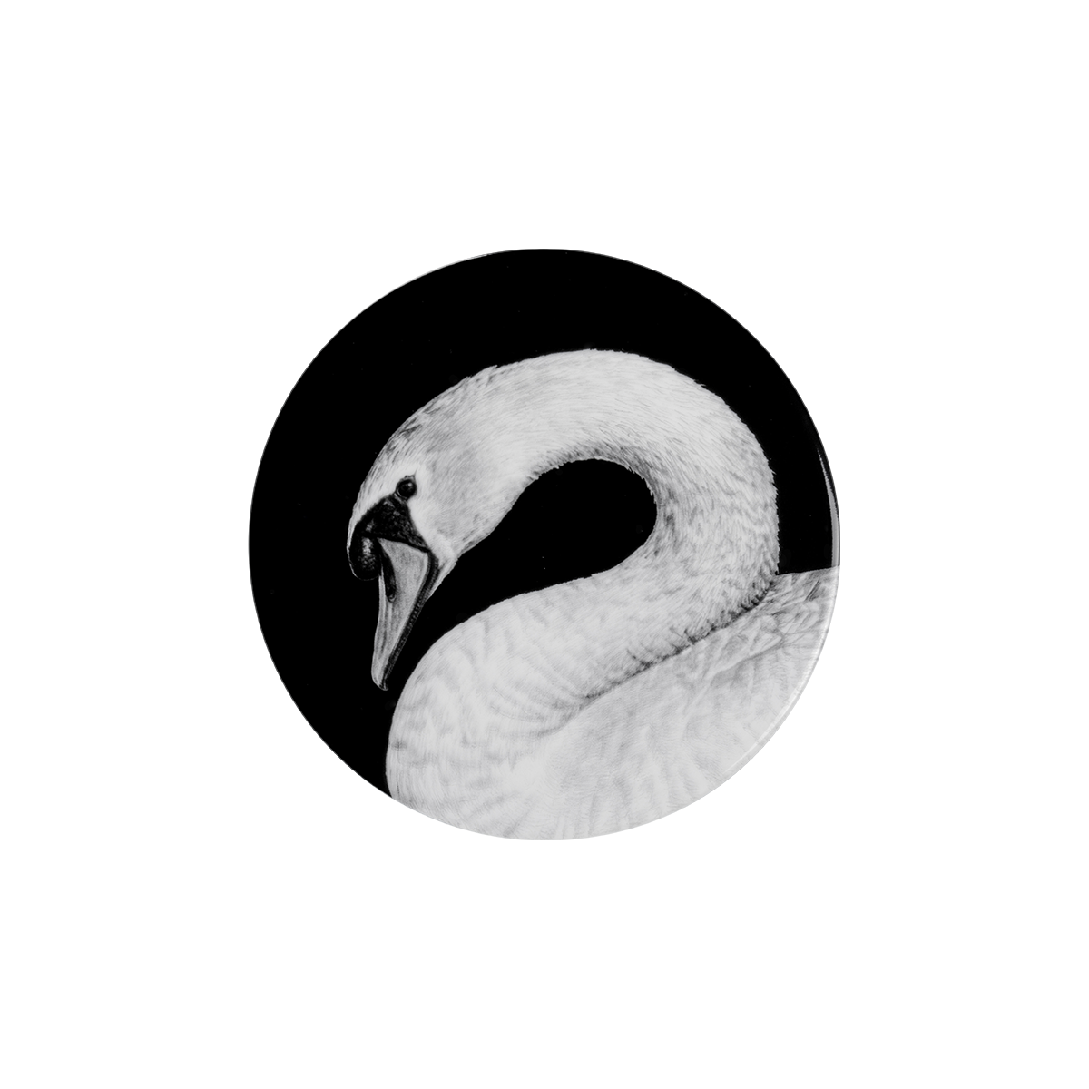schwan porträt auf schwarz .