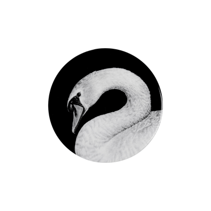 schwan porträt auf schwarz .