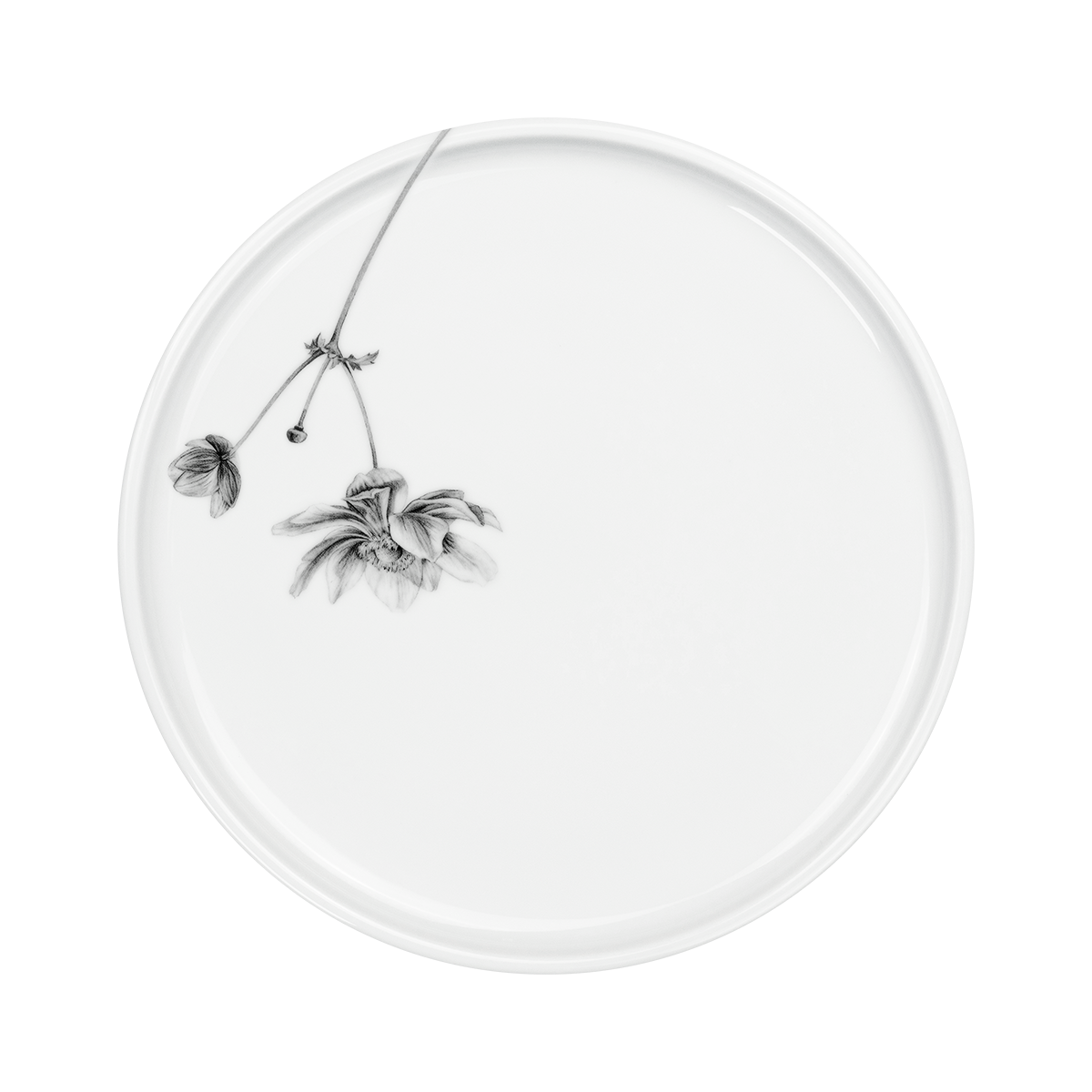 teller 24 . anemone .